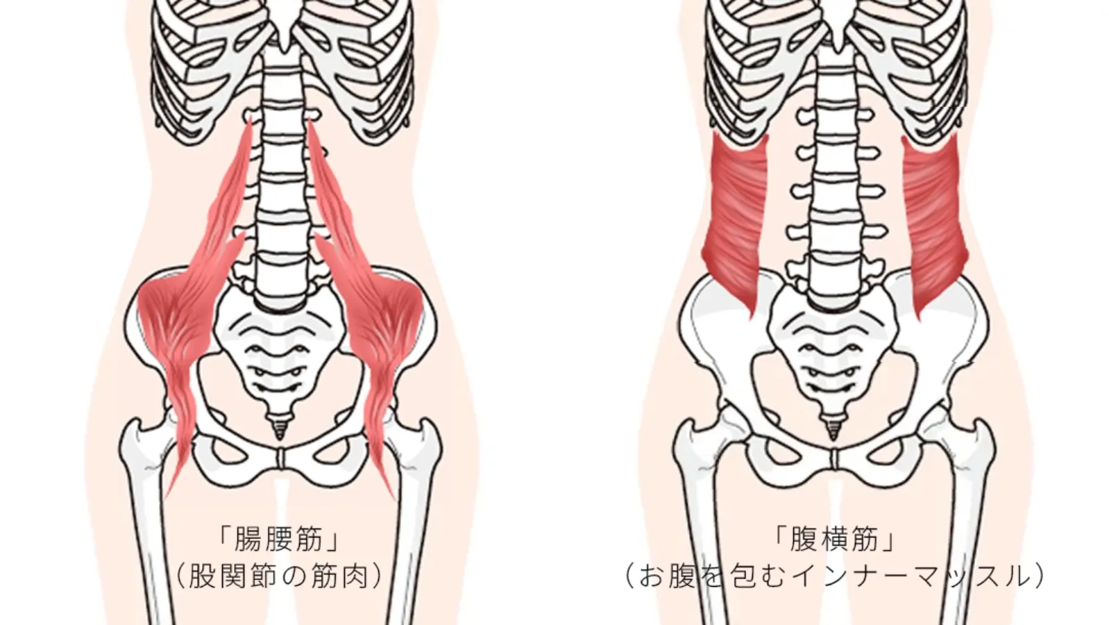 腸腰筋と腹横筋